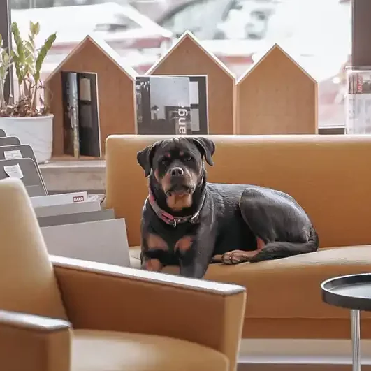 Ein schwarzer Hund liegt entspannt auf einer gelben Couch in einem hellen Raum. Im Hintergrund sind Pflanzen und Bücherregale sichtbar, sowie ein großes Fenster, durch das Tageslicht strömt. Viel Platz um den Hund herum schafft eine gemütliche Atmosphäre.
