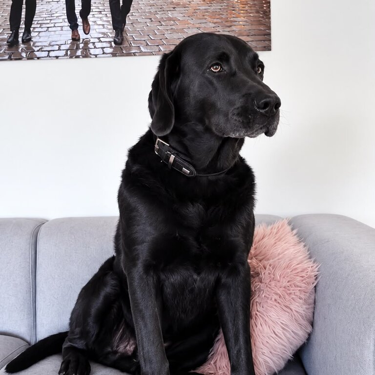 Ein schwarzer Labrador sitzt auf einem grauen Sofa. Er schaut aufmerksam, mit einem rosa Kissen neben sich. Im Hintergrund ist ein Bild von drei Männern in Anzügen zu sehen, die lächelnd auf einer belebten Straße gehen.